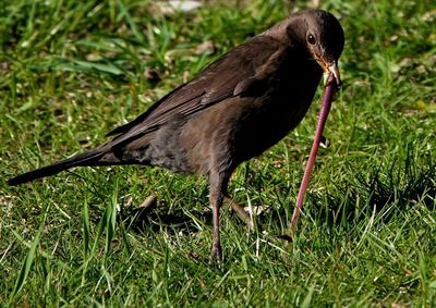 Close-up of a bird on grass