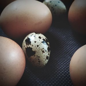 High angle view of eggs on table