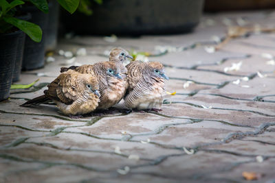 Close-up of birds on footpath