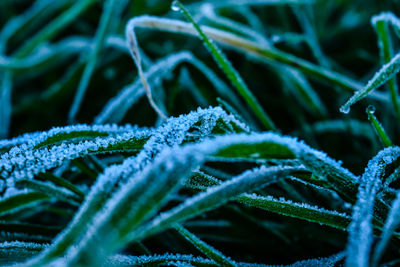 Close-up of frozen plant leaves during winter