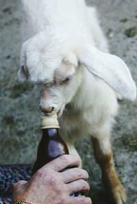 Cropped hand feeding milk bottle to lamb