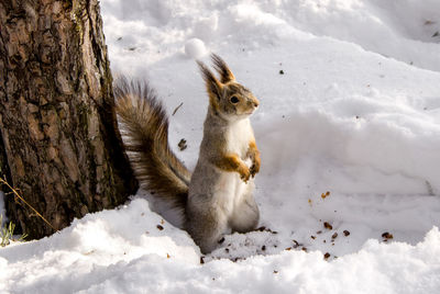 Squirrel sitting on snow
