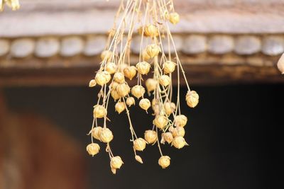 Close-up of white flower hanging on plant