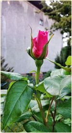 Close-up of pink rose
