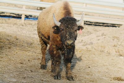 Baby buffalo standing in pen