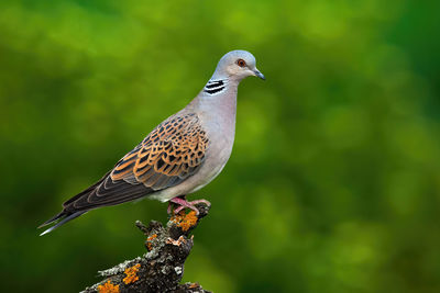 Close-up of bird perching on a plant