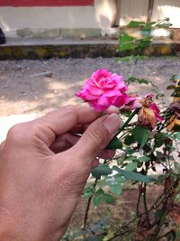 Close-up of hand holding pink flowers