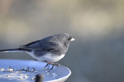 Close-up of junco perching on a feeder