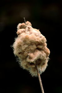 Close-up of dry cattail