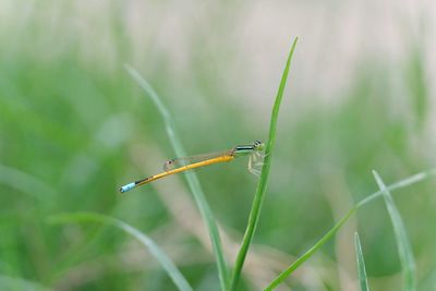 Close-up of insect on grass