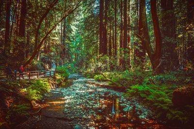 Trees in forest during autumn