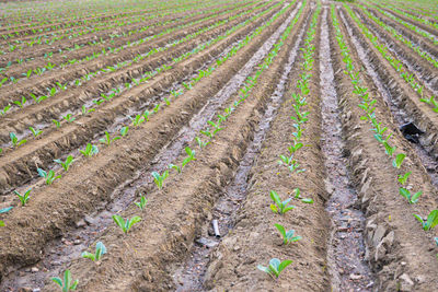 High angle view of agricultural field