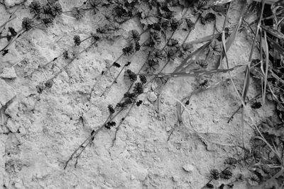 Close-up of ants on dry leaves