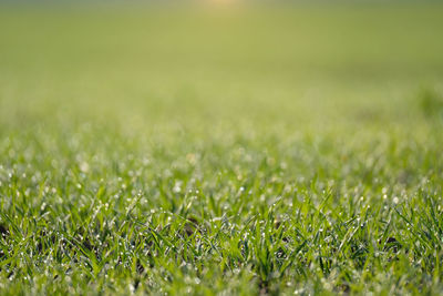  blurred dew dops on green pasture, young seedling field and colourful natural morning sunlight bokeh