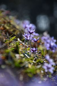 Close-up of purple crocus flowers on field