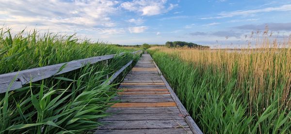 Der weg im grünen