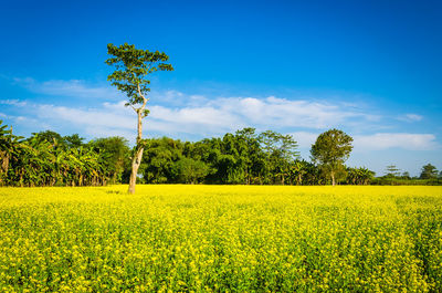 Scenic view of oilseed rape field against blue sky