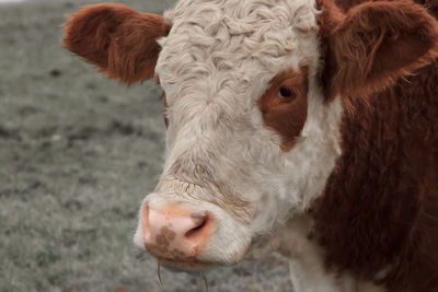 Close up of curly hereford cow