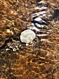 High angle view of jellyfish in water