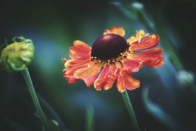 Close-up of red flower