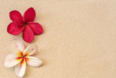 Blossom plumeria collections on brown sand background.