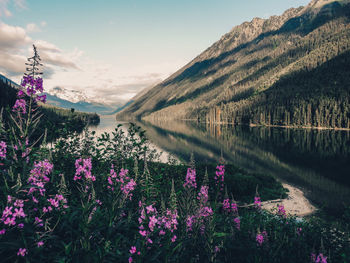 Purple flowering plants by lake against sky