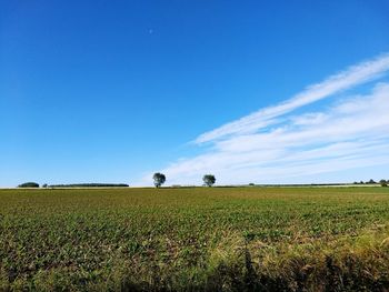 Scenic view of agricultural field against blue sky