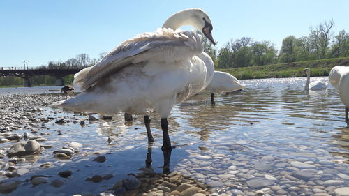 Swan on lake against trees