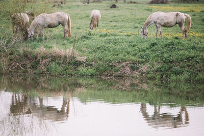 Sheep in lake