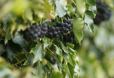 Close-up of berries growing on plant