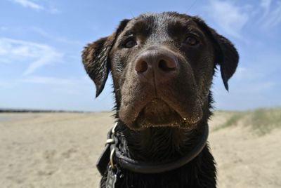 Close-up portrait of dog on beach against sky