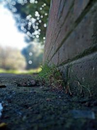 Close-up of moss growing on tree trunk