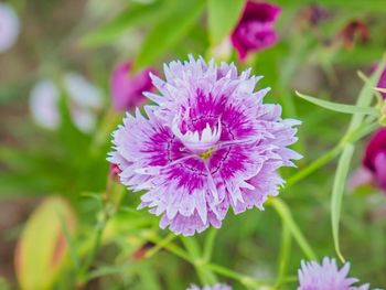 Close-up of pink flower