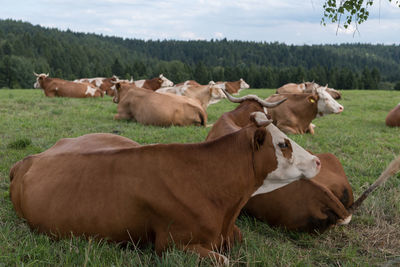 Cows on field