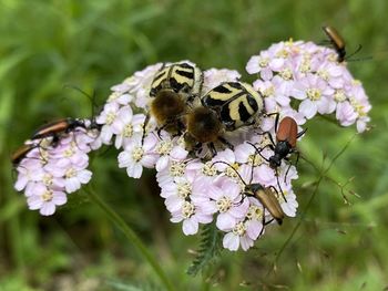 Close-up of bee pollinating on flower