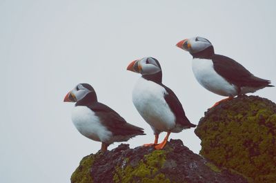 Puffins perching on rock against clear sky