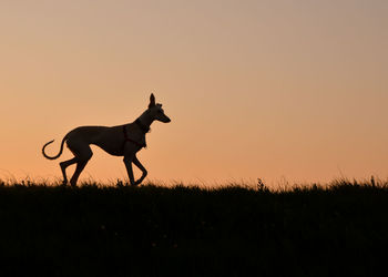 Side view of silhouette horse running on field against sky during sunset