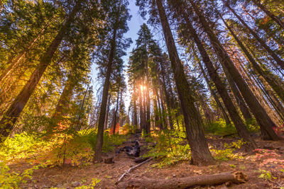 Trees in forest against sky