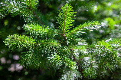 Green background of christmas tree branches. fresh green fir twig detailed closeup.