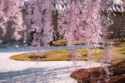 Pink cherry blossoms in park