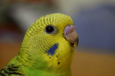 Close-up of parrot