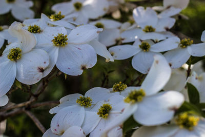 Close-up of white flowers