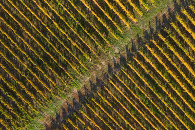 Aerial view of a vineyard plantation in late afternoon lights in europe. drone shot