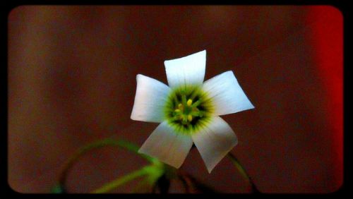 Close-up of white flowers