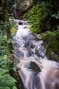 Scenic view of waterfall in forest