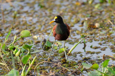 Bird perching on a lake