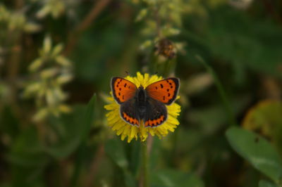 Close-up of butterfly pollinating on flower