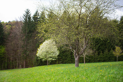 Trees growing in field