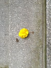 Close-up of yellow flower