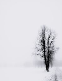 Bare tree on snow covered landscape against clear sky